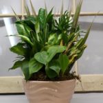 Plants