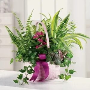 Medium Plant Basket - Dish Garden and Plants