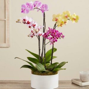Orchid Garden - Dish Garden and Plants