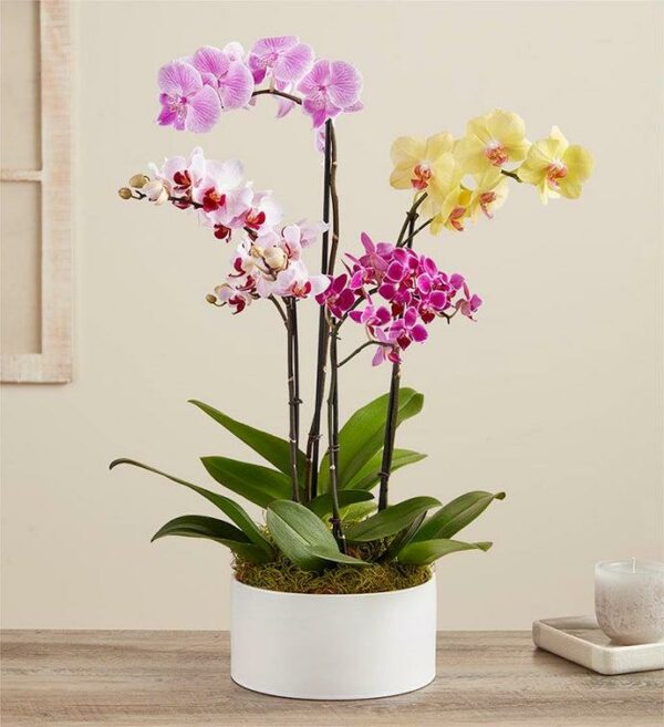 Orchid Garden - Dish Garden and Plants