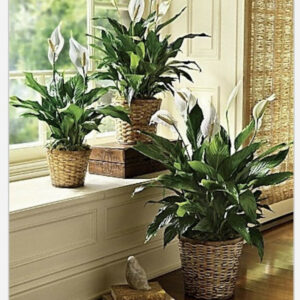 Sympathy Peace Lily - Dish Garden and Plants