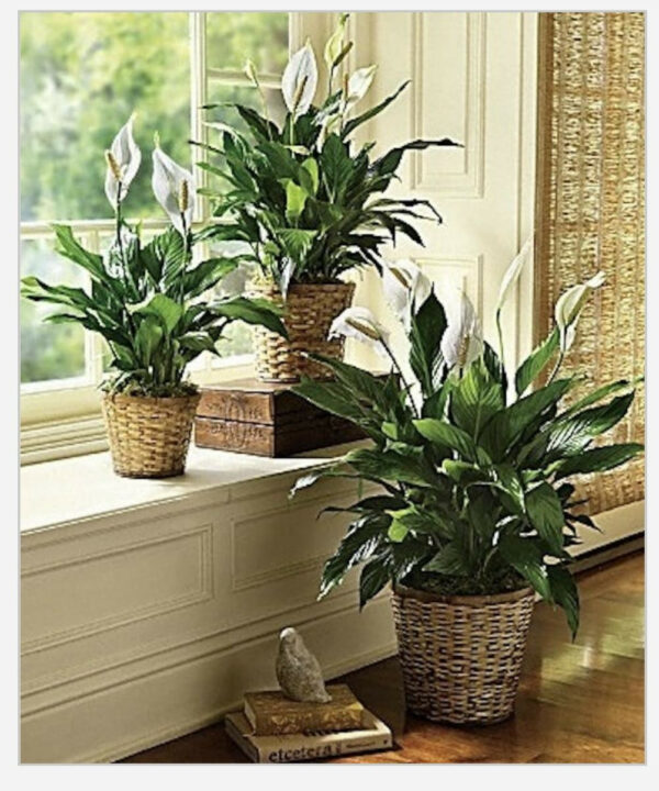 Sympathy Peace Lily - Dish Garden and Plants